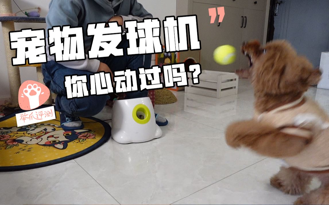 网红爆款宠物发球机？一时冲动变垃圾！
