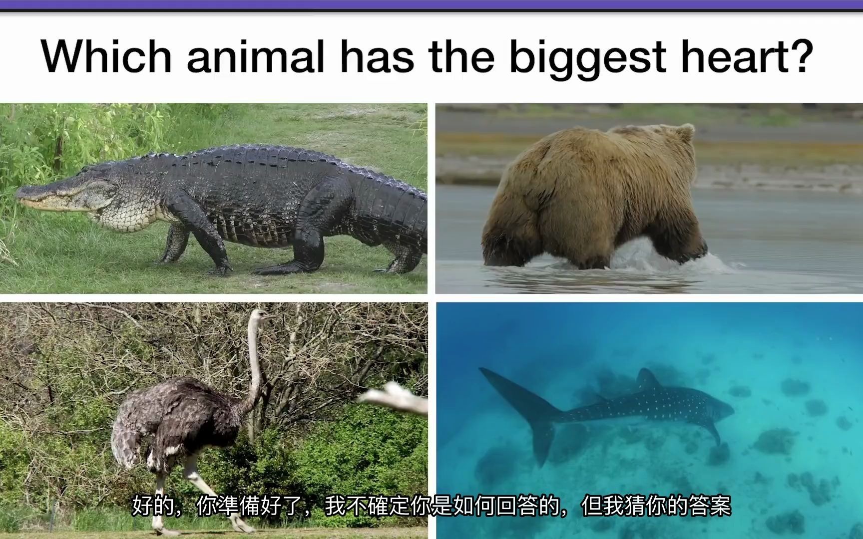 什么动物的心脏最大？Which animal has the biggest heart-哔哩哔哩