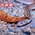 【台湾小头蛇】粤东蛇类记录 vlog 21 ｜一种吃蛋的憨憨蛇
