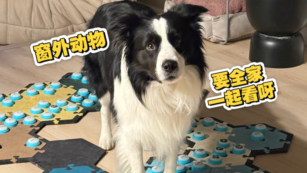 小狗BUN揪爸爸一起来窗边看野兔～太萌了