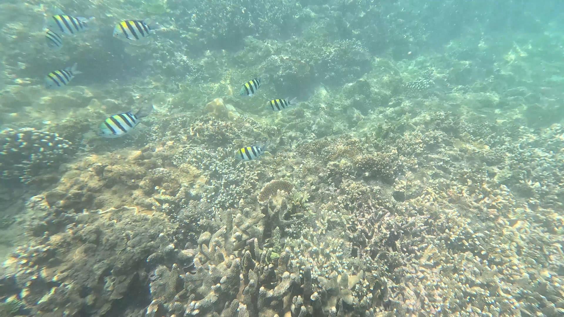 【加井岛】浮潜小记