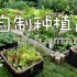 【卉妈的菜园】零成本自制种植筐 DIY PLANTER BOX