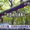 地理生态热点‖分析红树林的生长习性与功能