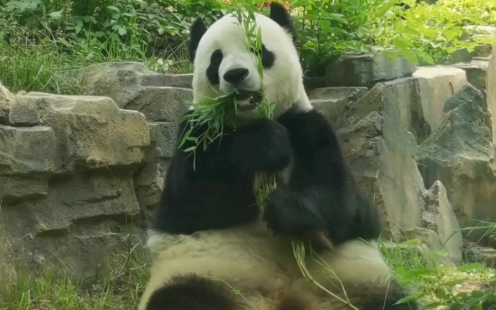 〔大熊猫〕萌主大云云营业日常.因为网站后台原因弹幕和评论可能需要隔天刷视频才可以发布成功哔哩哔哩 (゜゜)つロ 干杯~bilibili