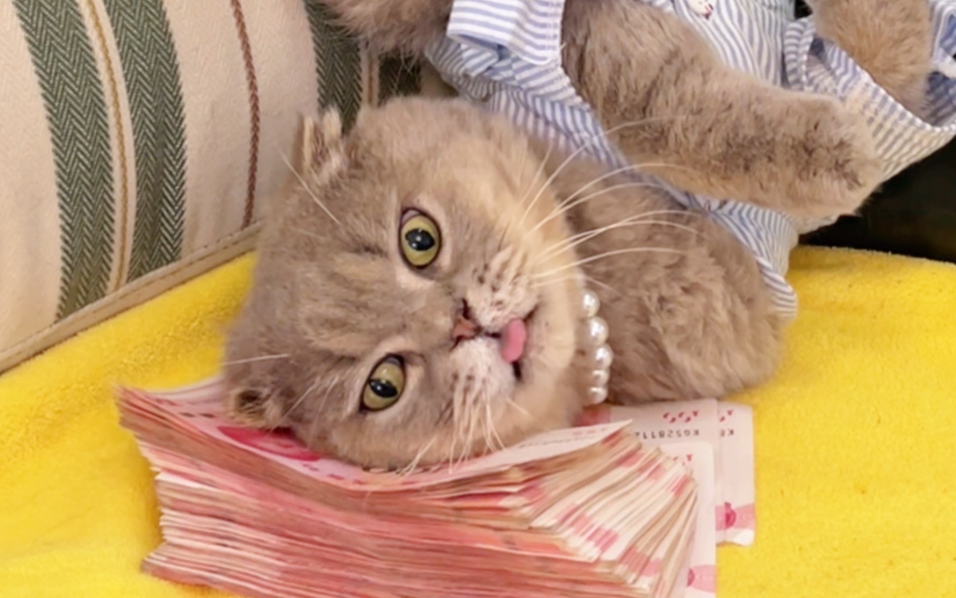 猫猫可能不知道，在人类世界中200块就只能买到1根猫条！！