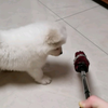 像一只小小羊