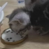 可爱美短猫咪进食