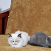 强制撸猫后小猫咪的反应，哈哈哈