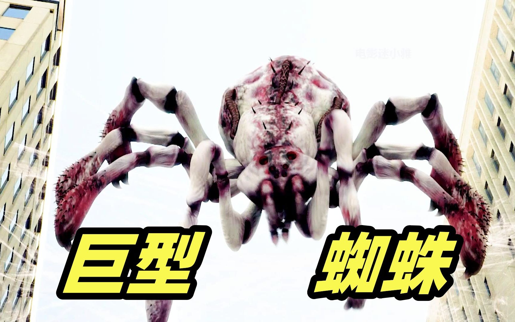 蜘蛛恐惧症患者与“海蜘蛛小王子”（1） - 知乎