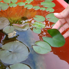 做错这一点，睡莲叶子出水就腐烂，和普通花卉完全不同