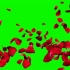 绿幕视频素材玫瑰花瓣