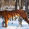 【CCTV科普】世界上最大的猫科动物——东北虎，是绝对力量与颜值的完美结合，是动物界公认的百兽之王〖ACE龙争虎斗
