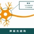 脑科学系列短视频：神经元的结构与功能