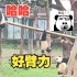 小熊猫：妈妈你别笑了，帮帮我呀！