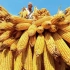 “中国粮用中国种子”是如何做到的？丨丰收季