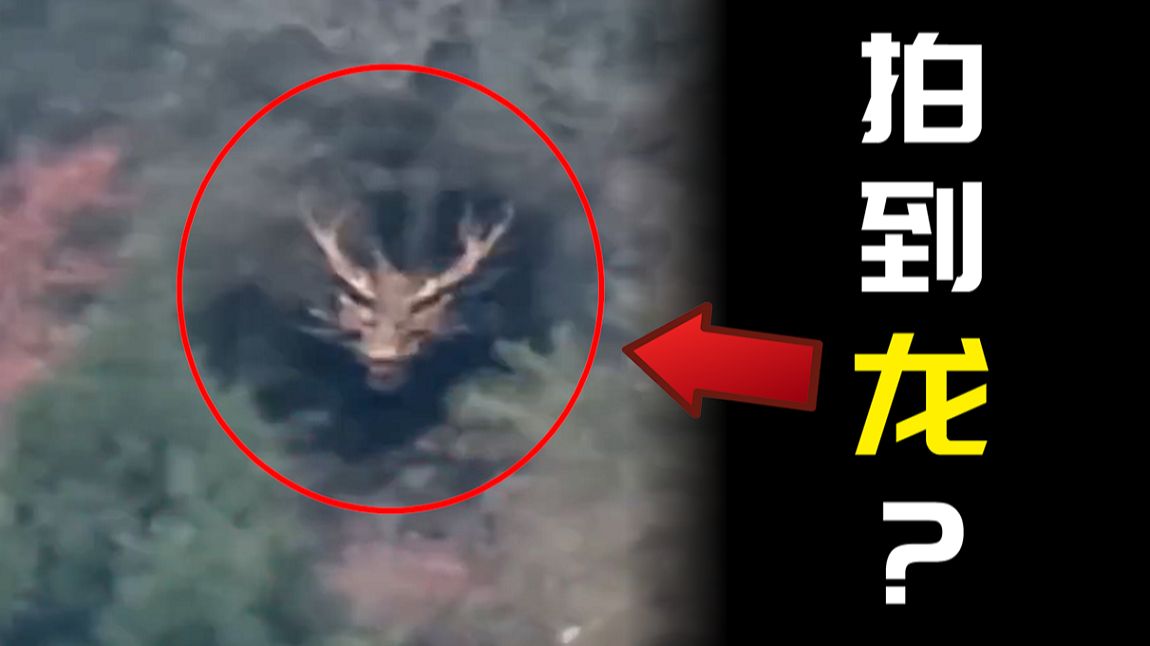 【见龙TV】山中惊现“龙头”？鉴定网络拍龙视频！