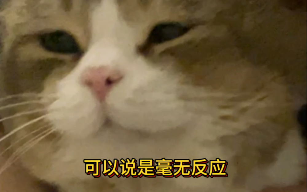 小猫咪怎么还有两幅面孔 Caesar Cat Caesar Cat 哔哩哔哩视频 5239