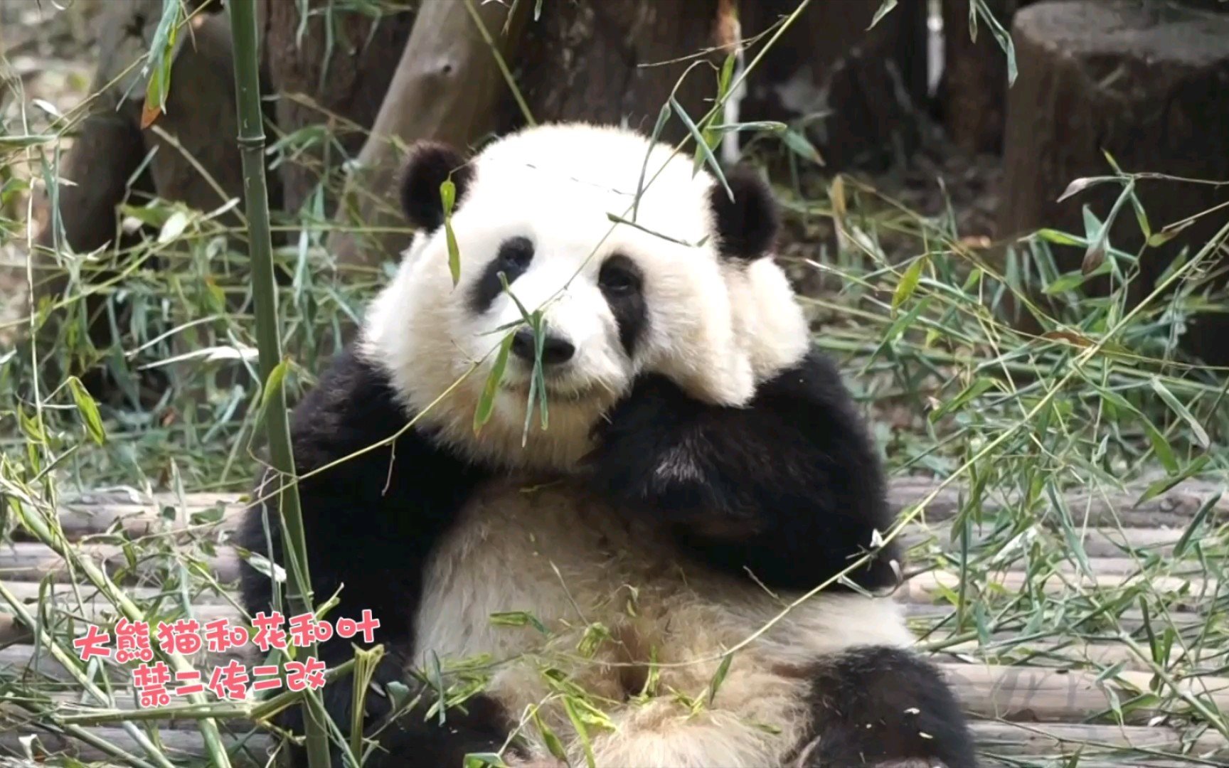 【大熊猫和花】吃竹叽前先洗一下脸脸