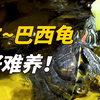 巴西龟的正确饲养姿势！贱养？富养？看情况