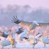 鄱阳湖候鸟  五星白鹤保护小区  《白鹤来了美了天》