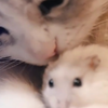 舔猫：就舔舔