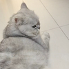 今天给两只猫剃了一下脚毛，都生气不理我了。你家的猫剃脚毛吗