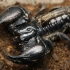 【蝎子】老挝异距蝎（Heterometrus laoticus）展示
