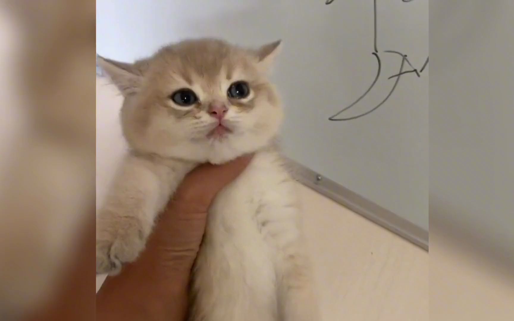 全网唯一晕水的猫，遇水就软绵绵，因吃猫砂炫进医院，真不合群！