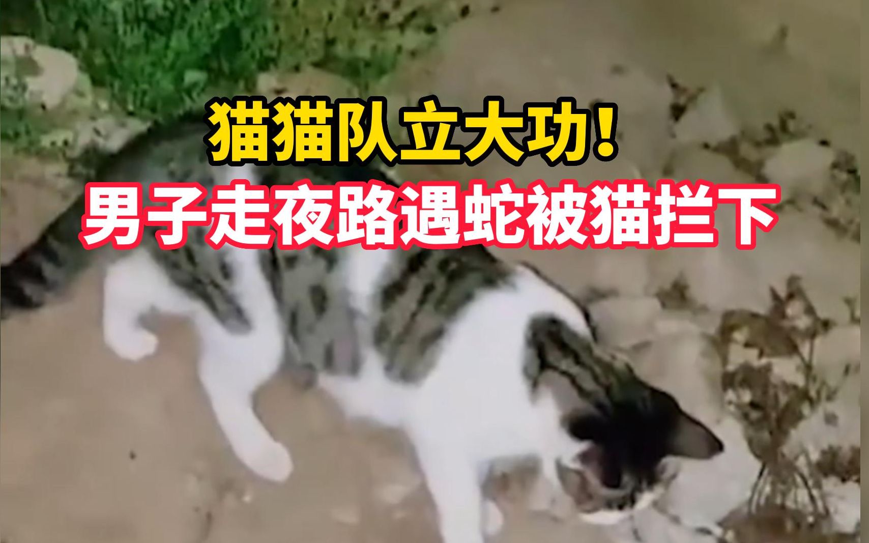 猫猫队立大功!男子走夜路遇蛇被猫拦下哔哩哔哩bilibili