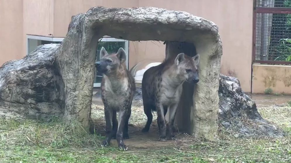 下雨天避雨也不忘粉丝福利的两只鬣狗