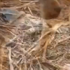 兄弟相认