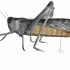 【生物】八上 1.3 软体动物和节肢动物—蝗虫