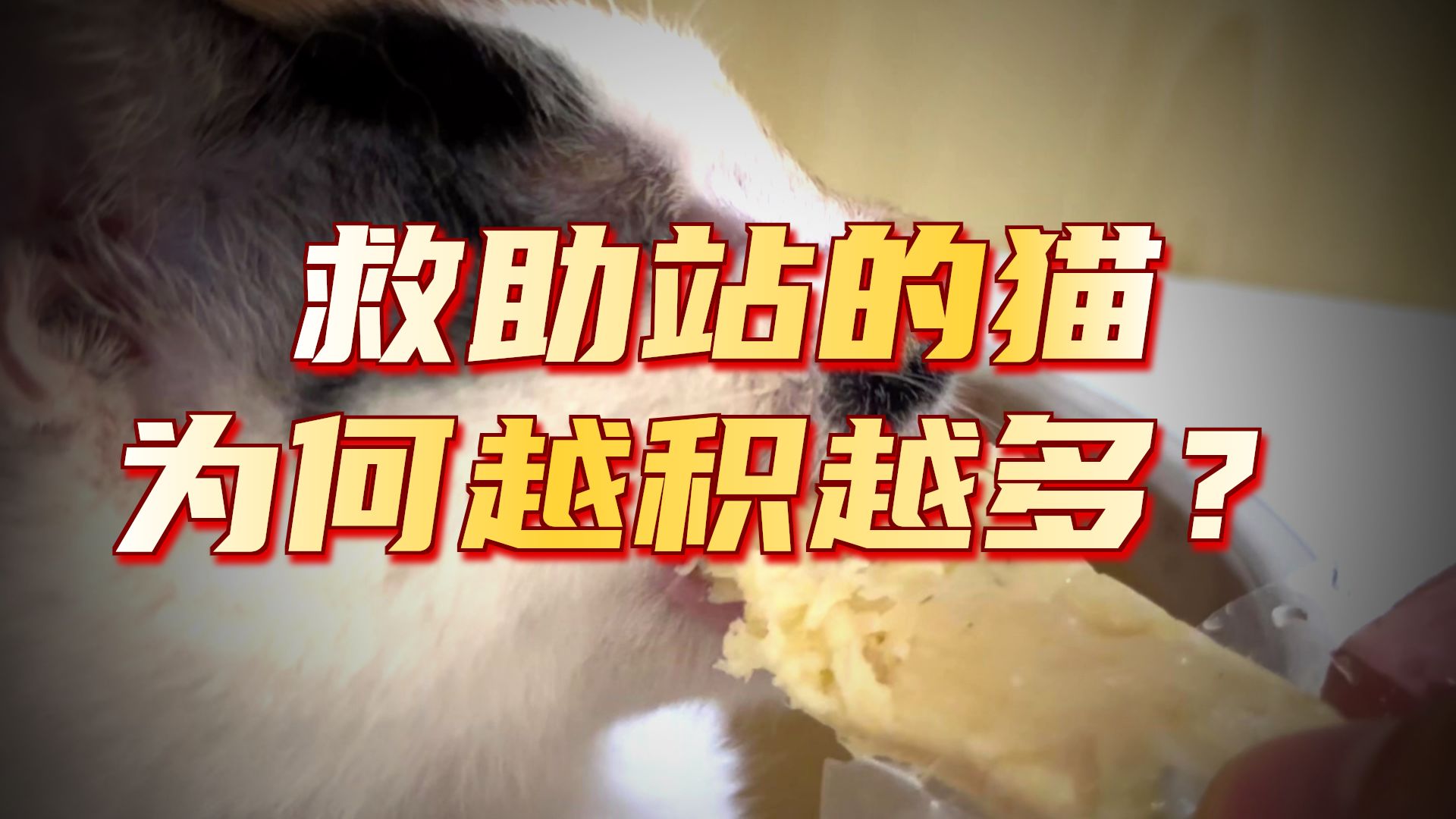 我最近为啥不更新猫了？