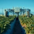 【AGROBOT】全自动草莓采摘机器人