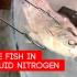 【实验】把三条活鱼放进液氮里不同时长，它们是否都能活下来？