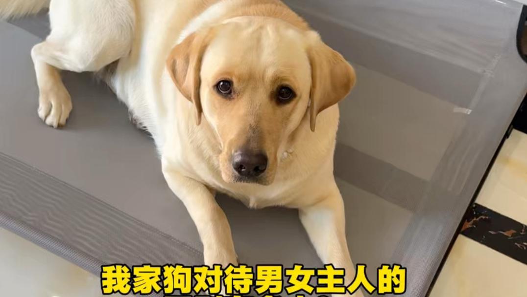 我家狗对待男女主人的区别
