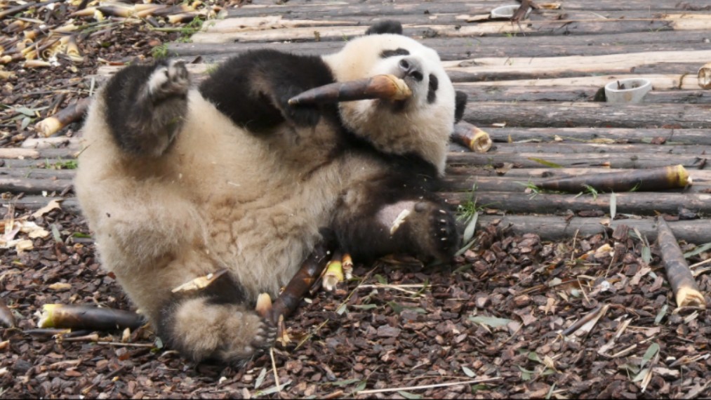 花花是一只很“成都”的熊猫er，她坚信——生命在于躺着，能躺着绝不坐着，能用嘴绝不用手!～羡慕～