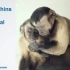 TED演讲——两只猴子不公平回报实验