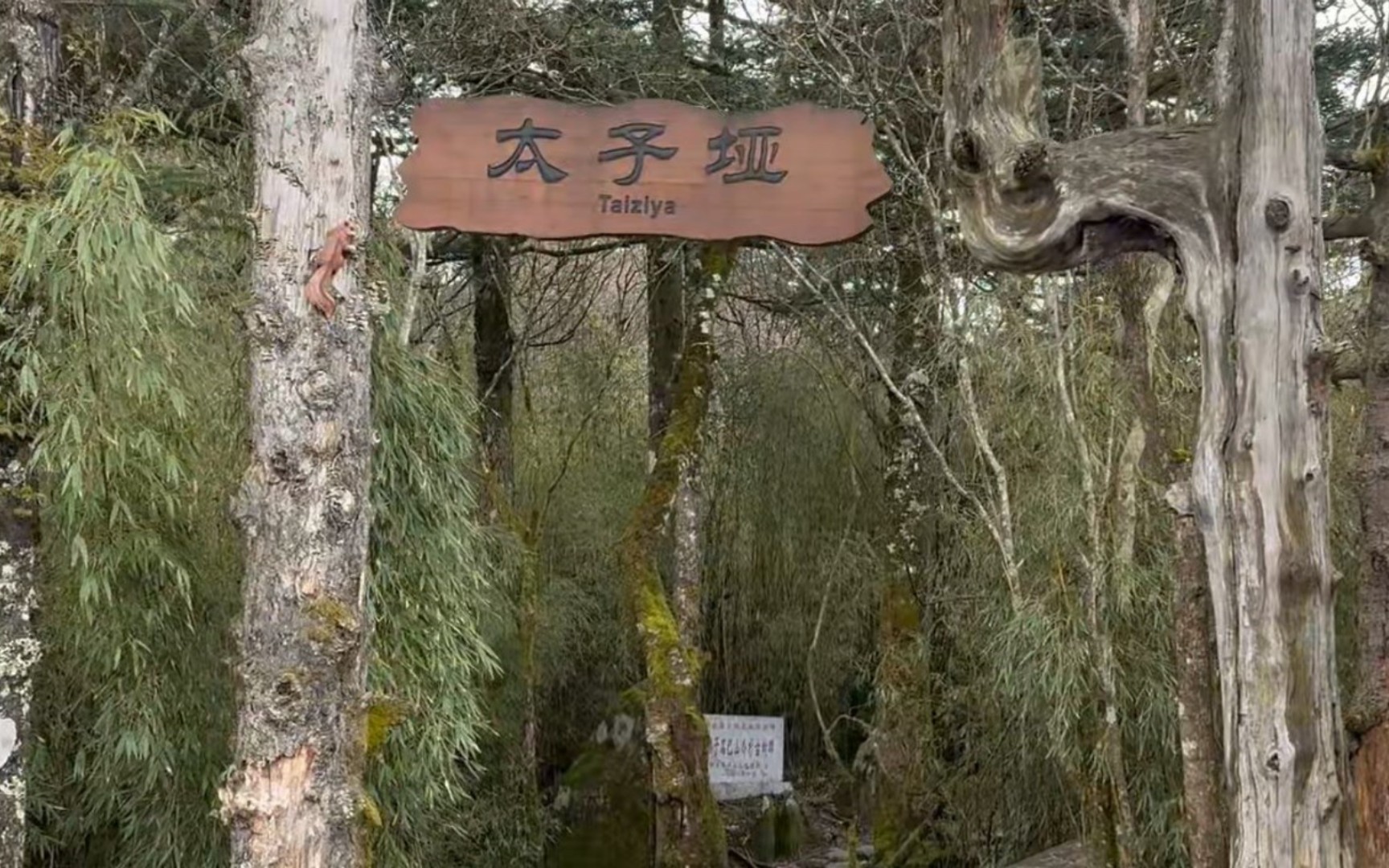 神农顶太子垭，人生第一次有了在原始森林中的感觉