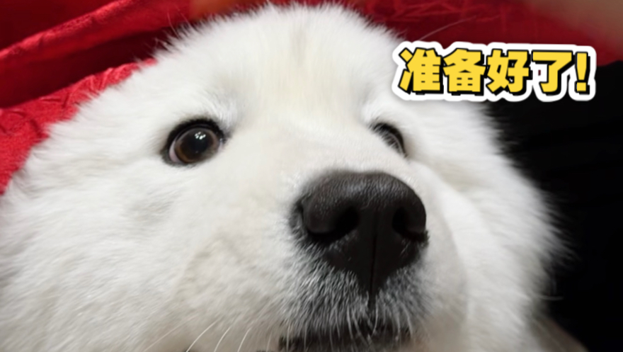 带了两位助手来吃席！