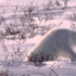 BBC纪录片也有搞笑风——北极狐的独特捕猎方法