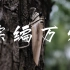 杭州河坊街的棕编小屋，他用一片叶子编织万物 【山海经视频·非遗篇】