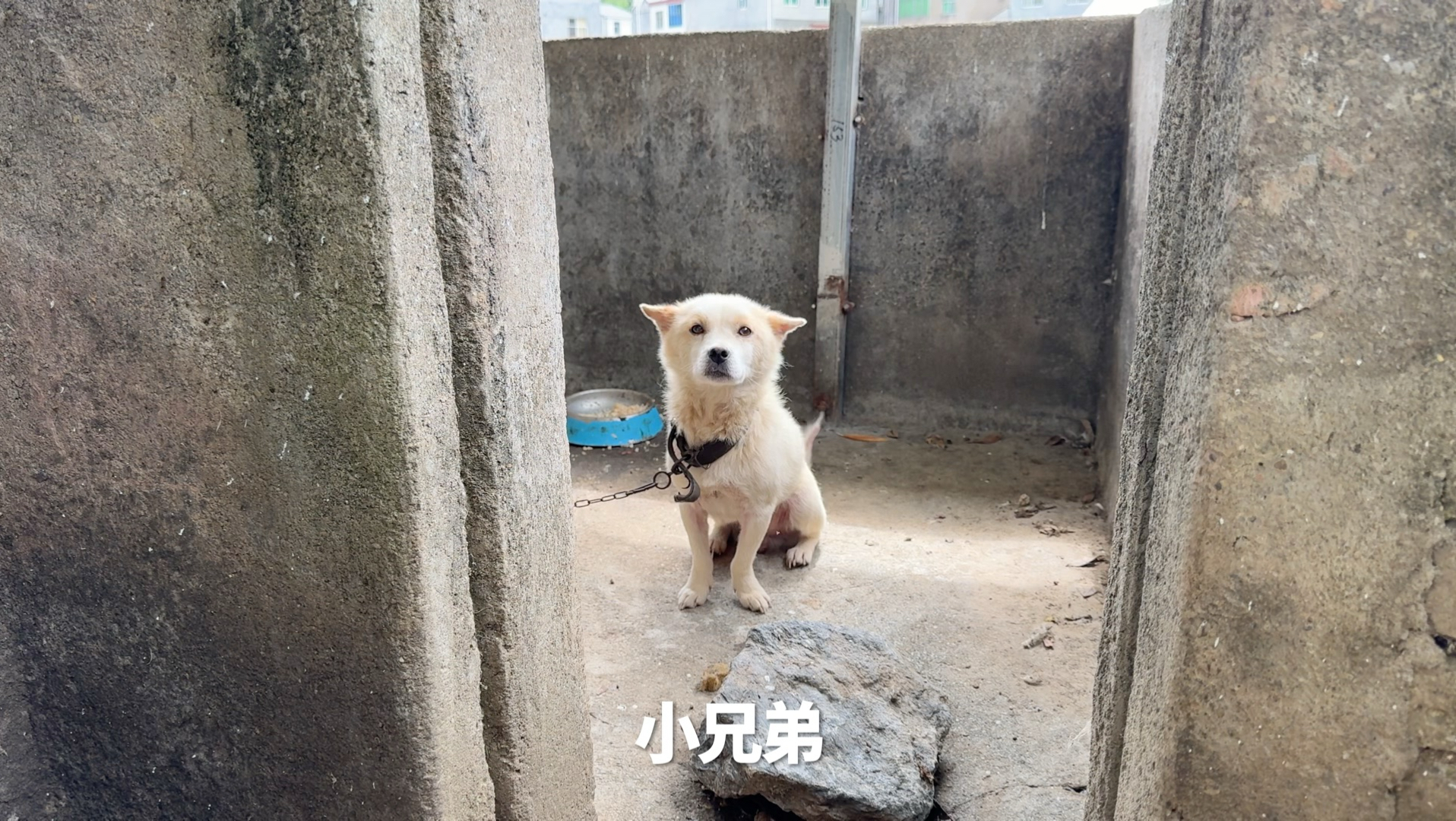 这么多小动物掉下去没被它灭口，不科学！