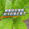 原先花叶皱缩的烤烟叶子，基本上在变正常了，用对方法少走弯路