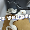 宠物蛇里常见的德州鼠蛇、布鲁克、束带蛇，有啥不同