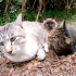三只猫靠得很近，互相取暖