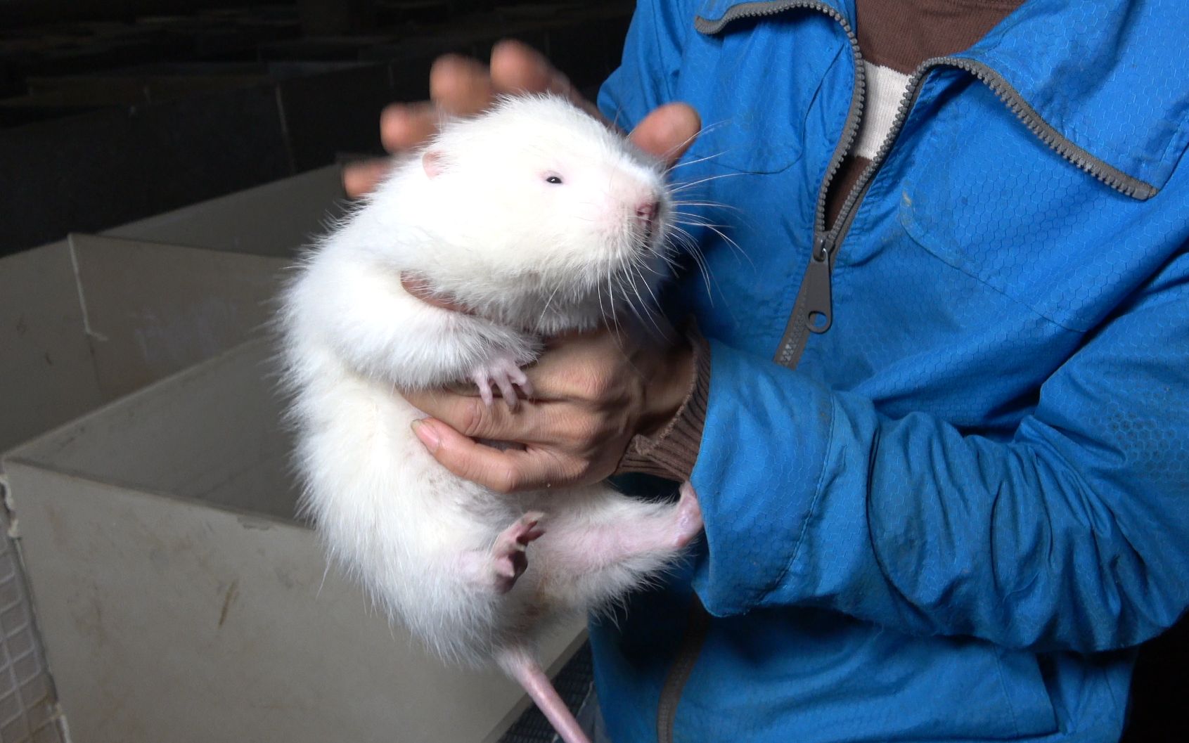 华农兄弟：看一下出生不久的小竹鼠，顺便看一下小白和西西瓜瓜