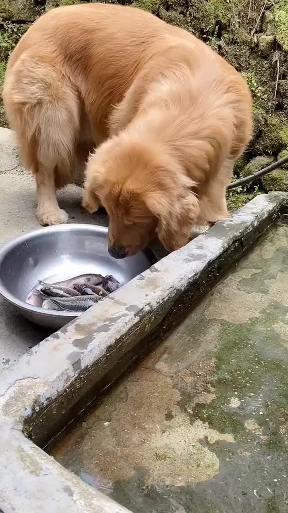 发个原声视频,夏天太搞笑了,倔强的小表情把我盆里的鱼一条条的放回水里萌宠哔哩哔哩bilibili