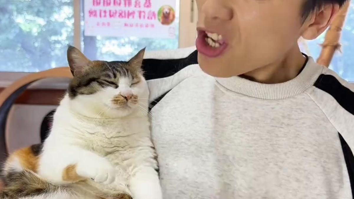 熟读剧本的猫猫