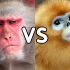 （搞笑对比）峨眉山猴子VS金丝猴 流氓VS贵族